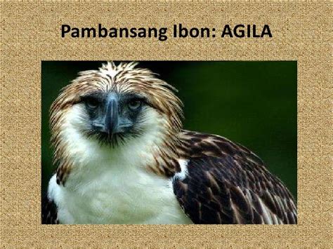 pambansang ibon ng pilipinas|Mga pambansang sagisag ng Pilipinas .
